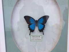 展览中的蝴蝶标本-泰山花样年华景区