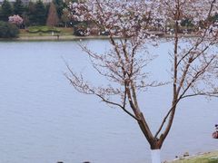 -羊山湖公园