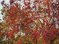 -合肥滨湖国家森林公园