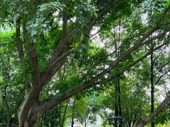 -成都市活水公园