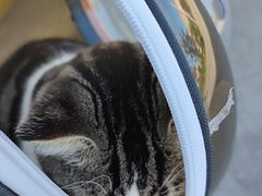 -PETKIT小佩宠物·低压洗护(国顺东路店)