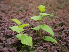 -白塘生态植物园