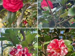 -深圳国际园林花卉博览园