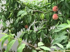 -南汇新场正宗水蜜桃采摘