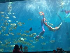 -瑞德姆美人鱼海底演艺主题餐厅(亚龙湾店)