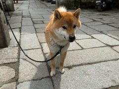 -环秀楼(黄山呈坎店)