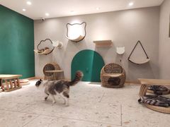 -飞行喵MR PILOT|猫舍·猫咖(静安大融城店)
