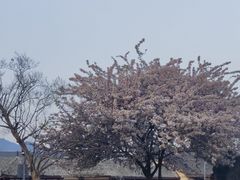-都江堰景区
