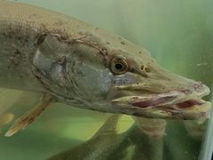 -煲来饱去冷水鱼