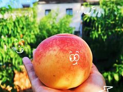 -老袁家蜜桃农场·阳山水蜜桃