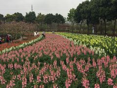 -天适樱花悠乐园