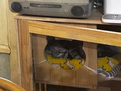 -海边的猫和咖啡馆