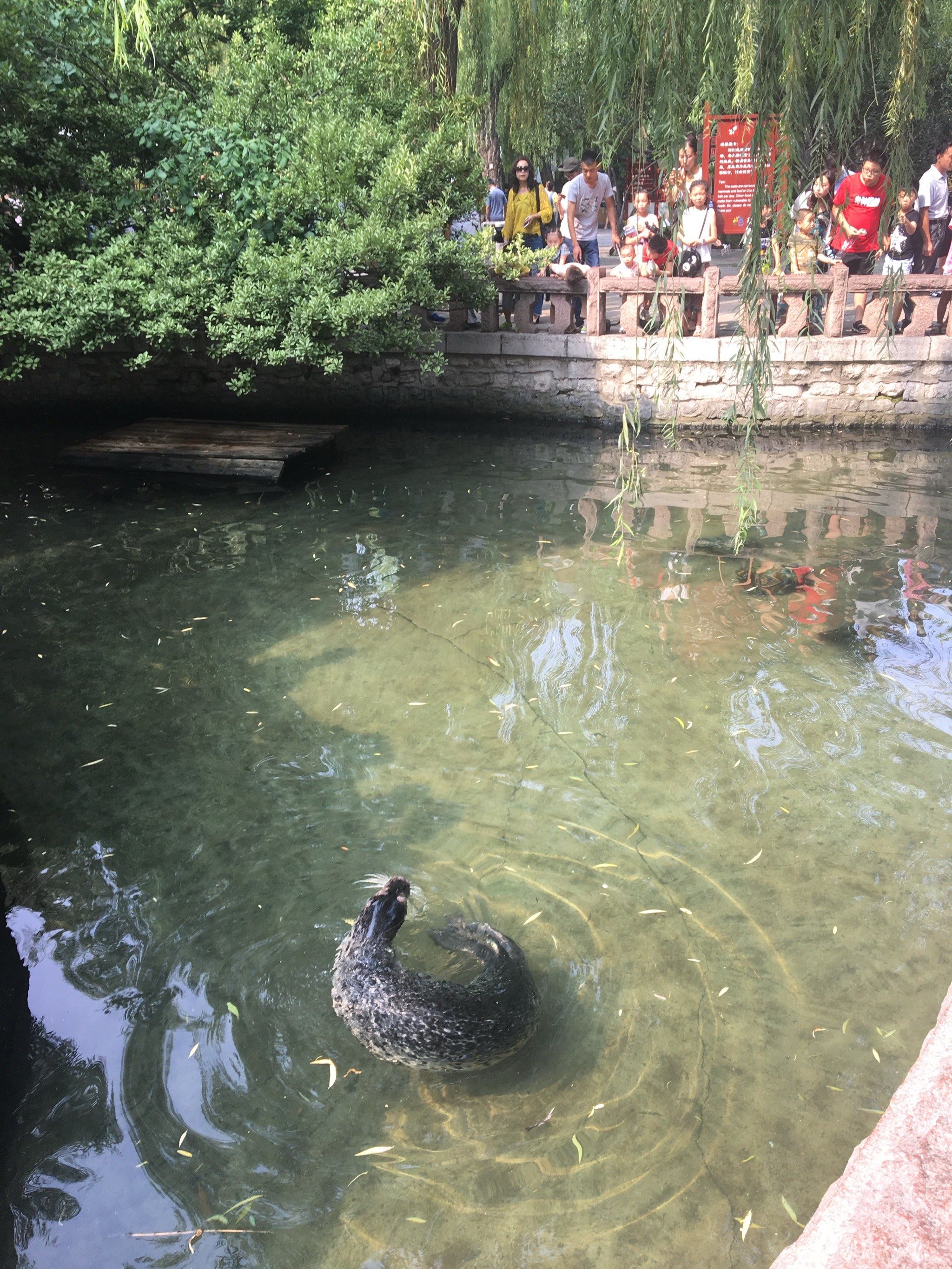 趵突泉的海豹