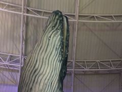 -烟台海昌鲸鲨海洋公园