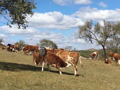 -塞罕坝国家级自然保护区