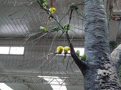 -南宫五洲植物乐园