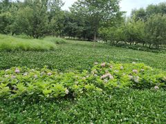 -汉长安城未央宫国家考古遗址公园