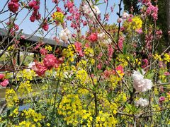 -南汇桃花村