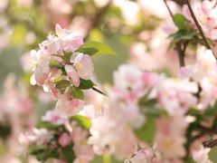 -海棠花溪(元大都城垣遗址公园)