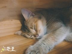 -猫咪咖啡·猫咖(万达广场店)