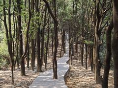 -火炉山森林公园