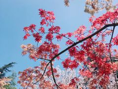 -上海共青森林公园