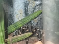 -正佳雨林生态植物园