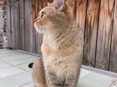 -喵屿·大理花园猫咖