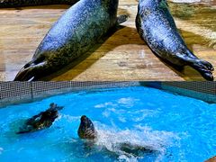 -锦艺城海洋馆