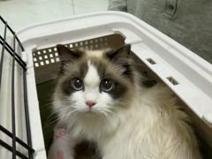-嘉馨宠物医院·CT影像转诊·心脏科·犬猫全科诊疗中心(下沙大学城院区)