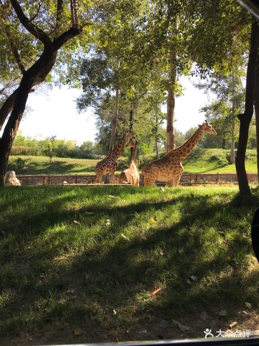 北京野生動物園圖片 - 第37張