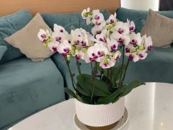 -雅曼妮spa美容养生