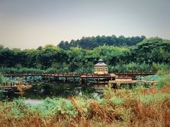 -大塘金香草谷