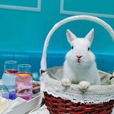 北京也有安哥拉巨兔体验馆啦🐰！少女心爆棚💗撸兔撸到手软！