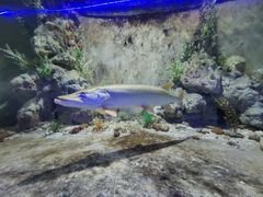 -东方巨龟苑景区