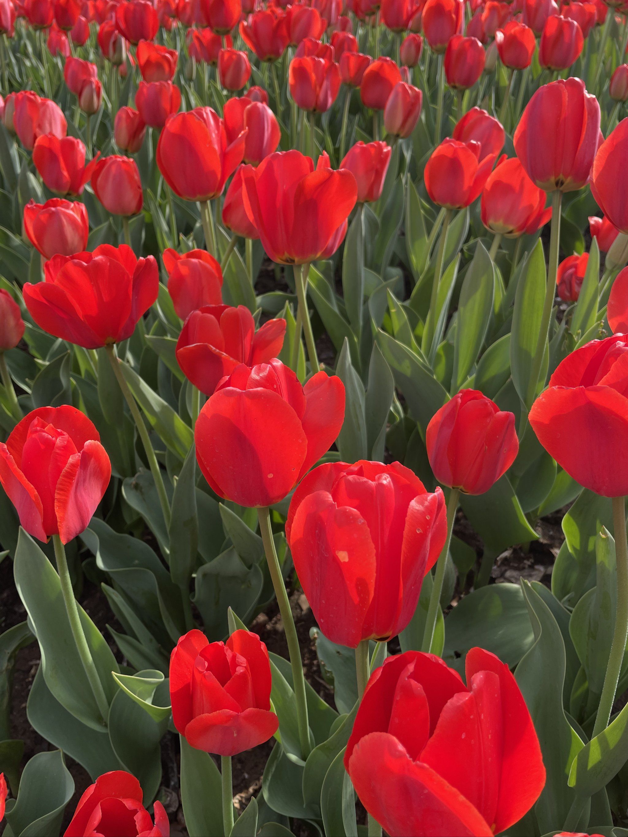 盛开花朵的美景