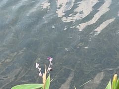 -四海公园(南山区)