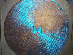 -上海昆虫博物馆