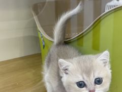 -青奢宠物·青奢猫舍