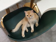 -飞行喵MR PILOT|猫舍·猫咖(静安大融城店)