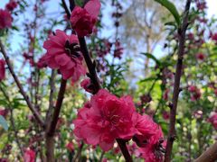 -桃花涧