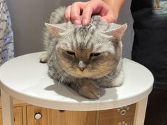 -啵啵喵·猫咖(攀华国际店)
