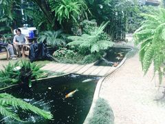 -Fern Forest Cafe