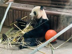 -云南野生动物园