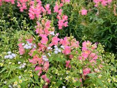 -天适樱花悠乐园