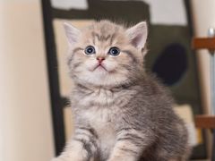 -小猫来了·猫舍(红山六九七九店)