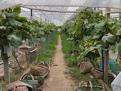 -马陆小张葡萄园农家乐