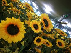 -天津梵高星空艺术馆(天河城旗舰店)