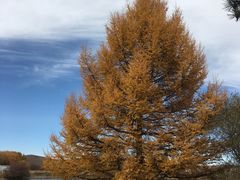 -塞罕坝国家级自然保护区