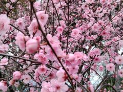 -铁山坪森林公园